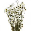 Floristik24 Acroclinium Blanc, Plantes Sèches, Hélichryse, Fleurs Sèches L20–40cm 25g
