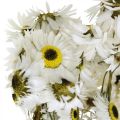 Floristik24 Acroclinium Blanc, Plantes Sèches, Hélichryse, Fleurs Sèches L20–40cm 25g