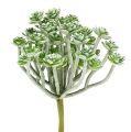 Floristik24 Succulente Echeveria 17cm Gris 3pcs