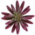 Floristik24 Plante succulente 15cm violet