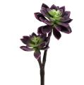 Succulente violet foncé, gris Ø7cm, Ø10cm H30cm