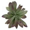 Floristik24 Succulente verte, bordeaux 10cm 12pcs