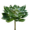 Floristik24 Succulentes Echeveria vert Ø10cm H11cm 3P