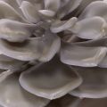 Kunstsucculentes en cire gris-vert 10cm Lot de 6 | Floristik24.fr