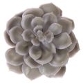Kunstsucculentes en cire