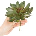 Lot de 3 succulentes artificielles vertes 18 cm pour décoration intérieure | Floristik24.fr