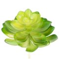 Floristik24 Kunstplantes succulentes vertes en ensemble de 4 pour décoration de vase ou bol, 10 cm
