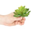 Kunstplantes succulentes vertes en ensemble de 4 pour décoration de vase ou bol, 10 cm | Floristik24.fr