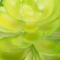 Kunstplantes succulentes