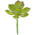 Floristik24 Kunstpflanze Sukkulente verte en plastique 9 cm pour décoration intérieure