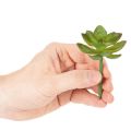Kunstpflanze Sukkulente verte en plastique 9 cm pour décoration intérieure | Floristik24.fr