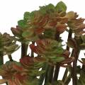 Floristik24 Plante succulente artificielle verte 14cm
