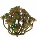 Floristik24 Plante succulente artificielle verte 14cm
