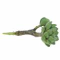 Succulente Echeveria verte artificielle H15cm