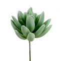 Floristik24 Echeveria Succulente Ø6.5cm L11cm 6pcs