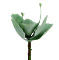 Floristik24 Succulente sédum L. 18 cm 4 p.