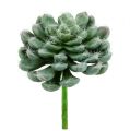 Floristik24 Succulente vert Ø 8,5 cm L. 13 cm