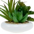 Floristik24 Plantes succulentes dans un pot en céramique Ø12cm