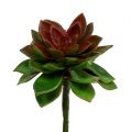 Floristik24 Pierre succulente rose 6cm verte 6pcs