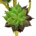 Floristik24 Cueillette Succulente Vert / Marron 35.5cm