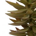 Floristik24 Branche de succulente brun clair 48 cm