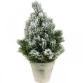 Floristik24 Mini sapin de Noël en pot enneigé artificiellement Ø18cm H32cm