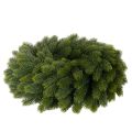 Couronne artificielle en branches de sapin vert ronde 50 cm | Floristik24.fr