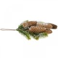 Floristik24 Vert sapin avec cônes, décoration hivernale, branche de sapin à suspendre, décoration cône enneigé L33cm
