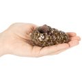 Porte-bougie chauffe-plat en forme de pomme de pin, 8 cm, lot de 3 | Floristik24.fr
