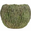 Floristik24 Jardinière en béton aspect antique vert, cache-pot marron rond Ø15,5cm