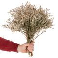 Fleurs séchées Statice naturel 1 kg | Floristik24.fr