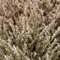 Fleurs séchées Statice naturel 1 kg | Floristik24.fr