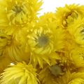 Floristik24 Fleurs séchées fleurs de calotte fleurs paille jaune H42cm
