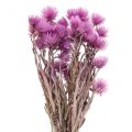 Floristik24 Fleurs séchées Fleurs de calotte Fleurs de paille violettes H42cm