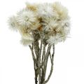 Floristik24 Fleurs séchées fleurs de calotte blanc naturel, fleurs paille, bouquet de fleurs séchées H33cm