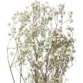 Floristik24 Fleurs séchées Gypsophila Gypsophila Blanche 58cm 7g