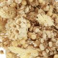 Couronne de fleurs sèches couronne décorative blanchie crème Ø25cm | Floristik24.fr