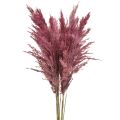 Floristik24 Herbe séchée Riedgrass Altrose 75 cm 10 pièces