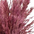 Herbe séchée Riedgrass Altrose 75 cm 10 pièces | Floristik24.fr