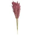 Herbe séchée Riedgrass Altrose