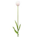 Floristik24 Tulipe blanc-rose 86cm 3pcs