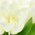 Floristik24 Décoration de printemps tulipes en bouquet blanc 26,5cm 5pcs