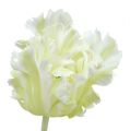 Floristik24 Tulipe factice blanche 70 cm