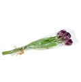 Floristik24 Bouquet de tulipes violettes 43 cm
