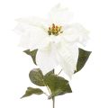 Floristik24 Poinsettia blanc artificiel, grande branche fleurie décorative, 65 cm, 2 pièces