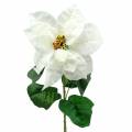 Floristik24 Poinsettia, fleur artificielle blanche 67cm