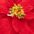 Fleur artificielle Poinsettia rouge sur tige 82 cm | Floristik24.fr