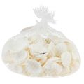 Floristik24 Coquilles blanches coques décoratives blanc crème 2-3,5cm 300g