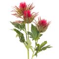 Kitschener Twigue de chardon