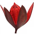 Lys sauvage déco naturel rouge fleurs séchées 6-8cm 50p